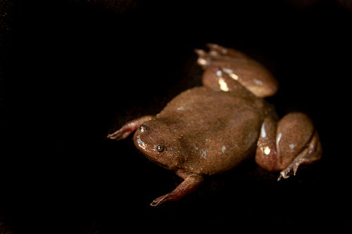 Cameroon clawed frog